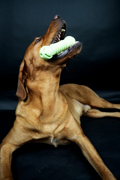 TastyBone Dental Parsley Chew Toy - Image 3