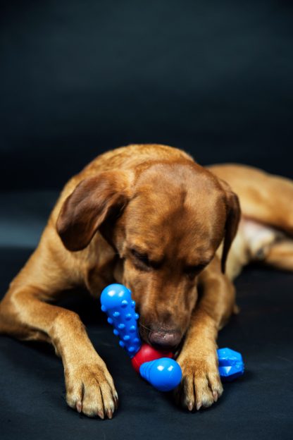 TastyBone, QuattroBone Fish 'N' Chips Chew Toy - Image 4