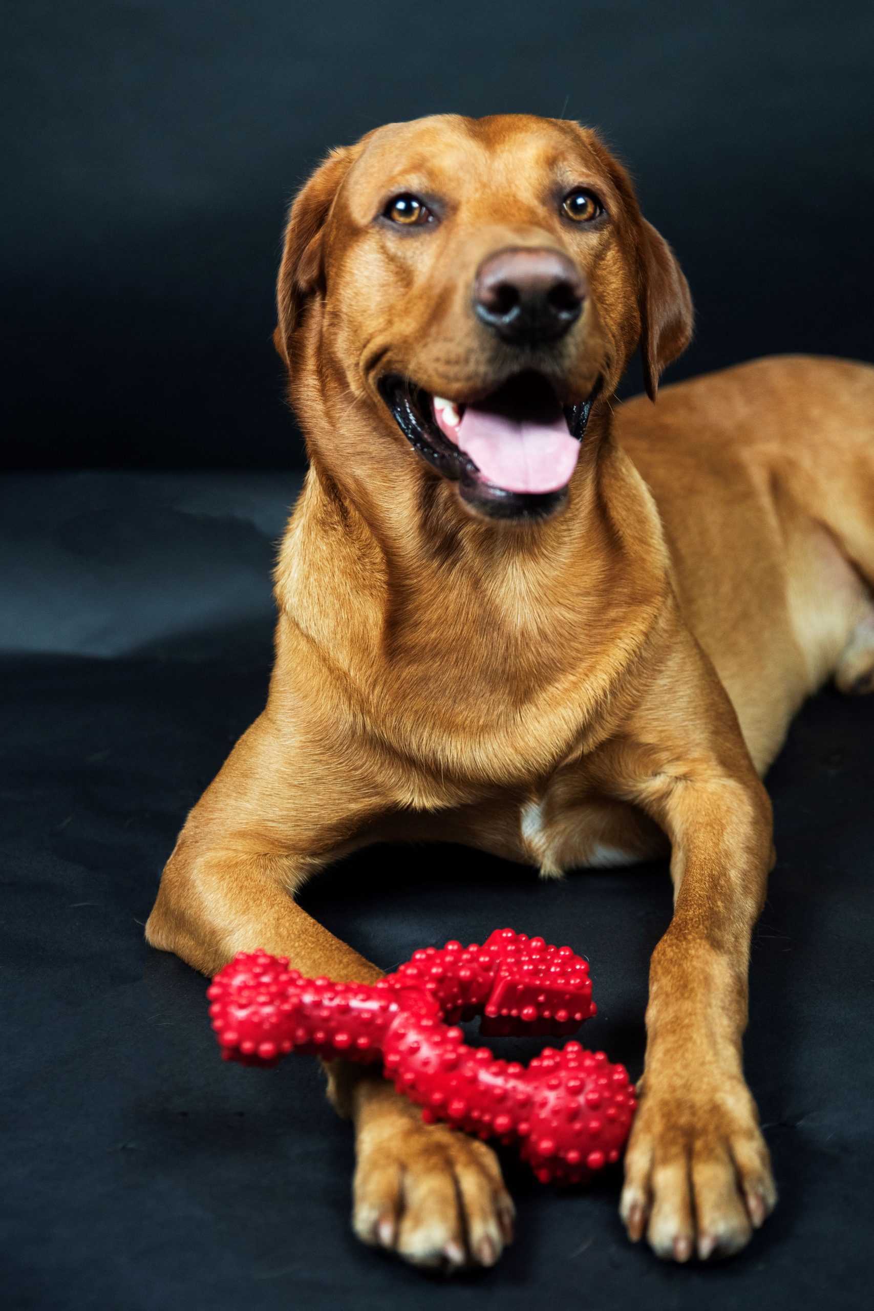 TastyBone, TrioBone Beef Chew Toy - Image 4