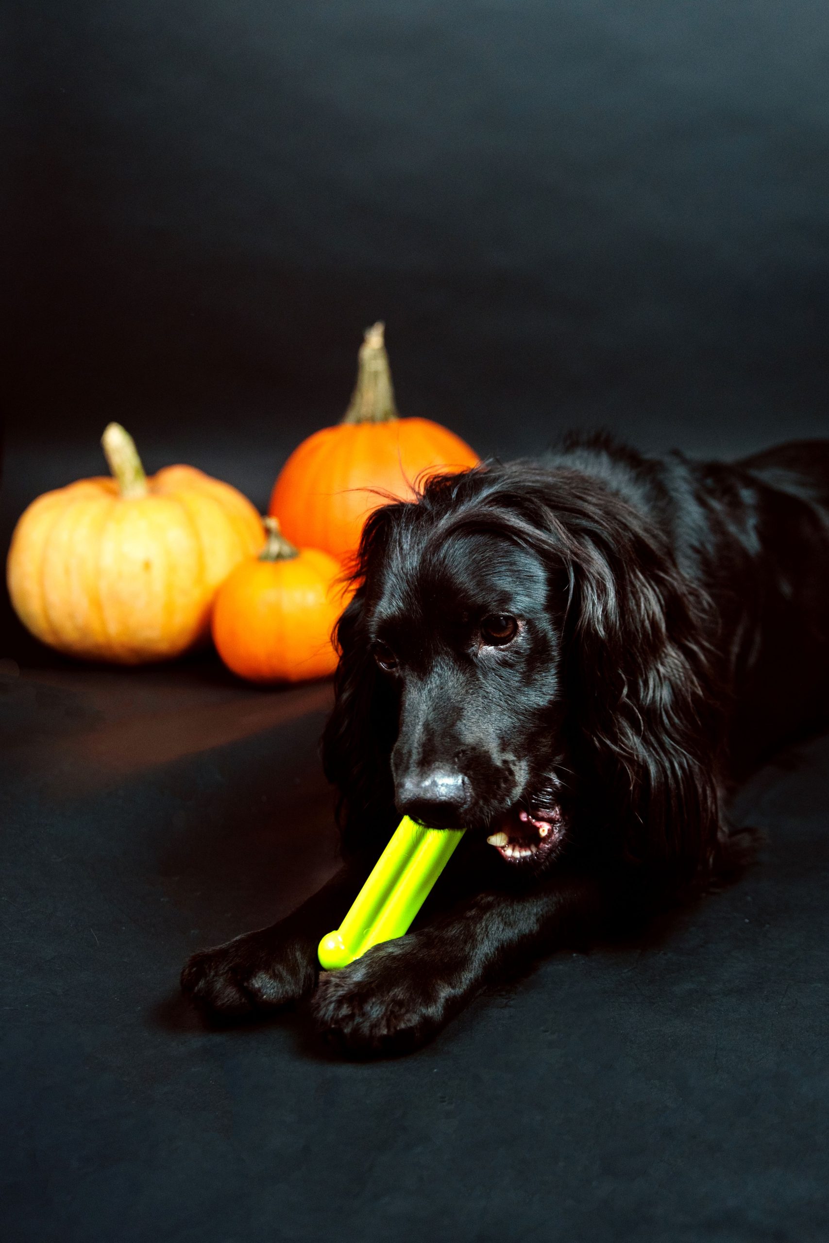 TastyBone Halloween Toffee Apple Chew Toy - Image 2