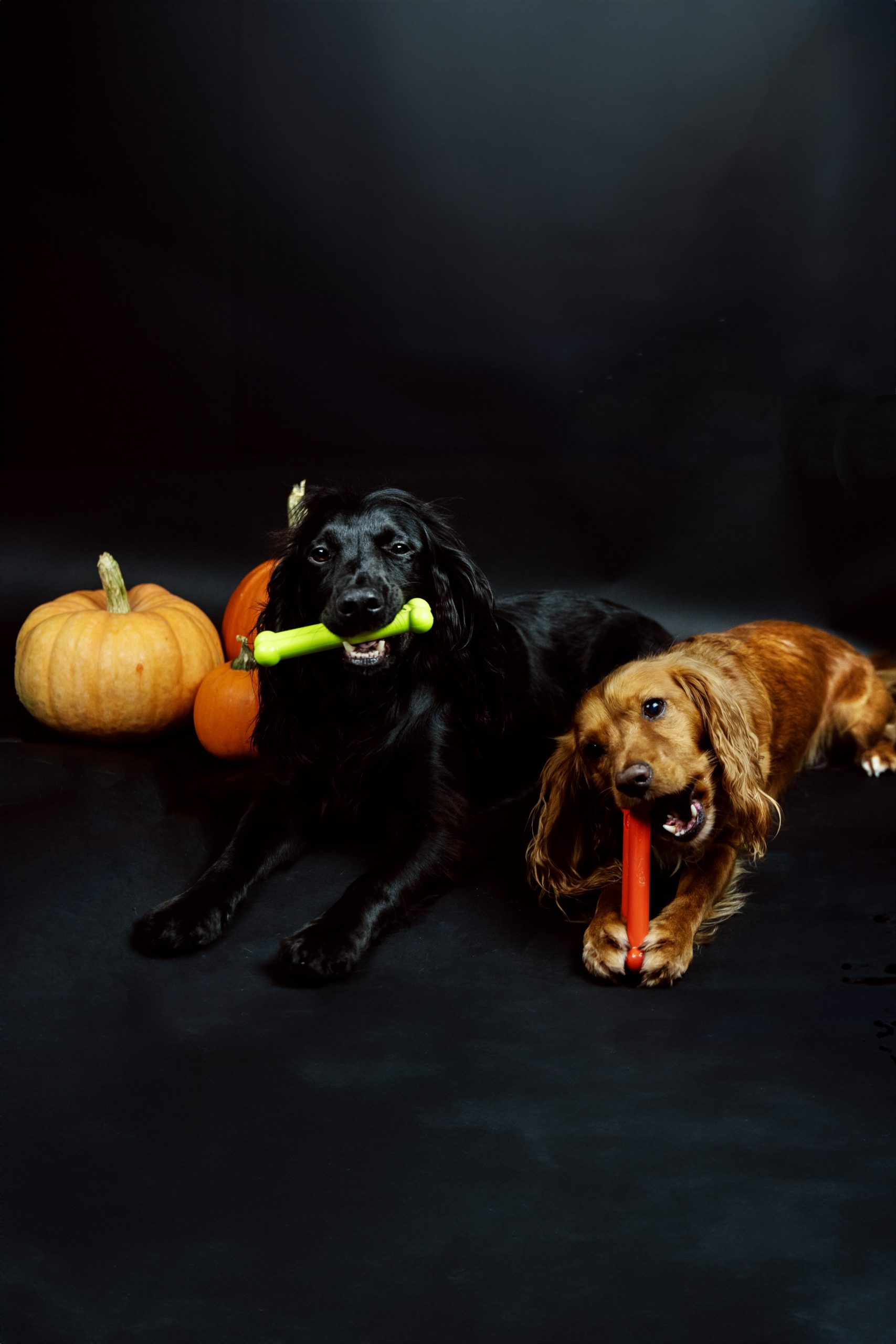 TastyBone, Twin Pack Roast Dinner Chew Toy - Image 2