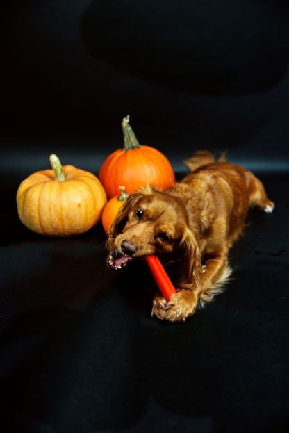 TastyBone Halloween Pumpkin Chew Toy - Image 2