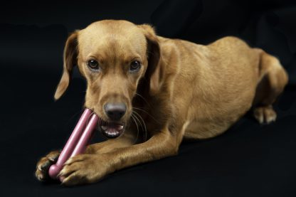 TastyBone, Roast Beef & Red Wine Chew Toy - Image 5