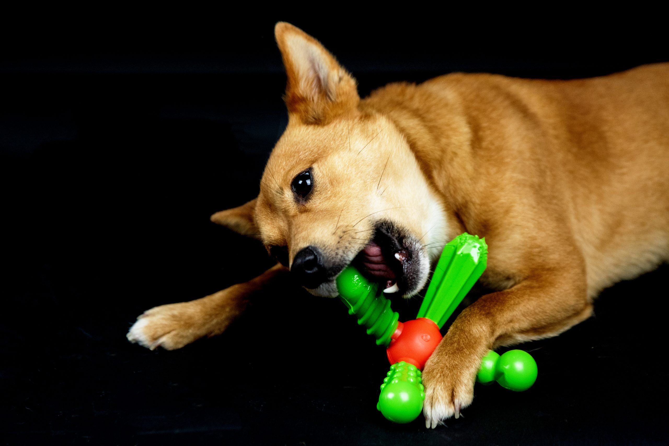 TastyBone, QuattroBone Chicken Tikka Chew Toy - Image 2