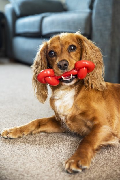 TastyBone, Knotted Lamb Chop Chew Toy - Image 2