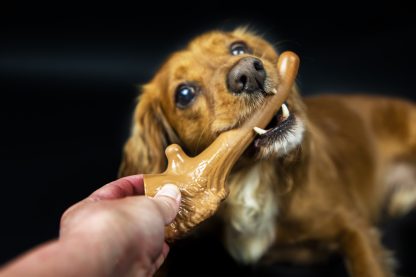 TastyBone, WILD Venison Antler Chew Toy - Image 2