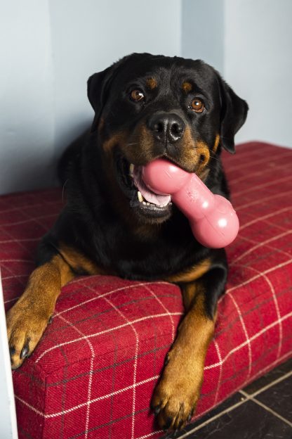 TastyBone, Bacon Chew Toy - Image 5