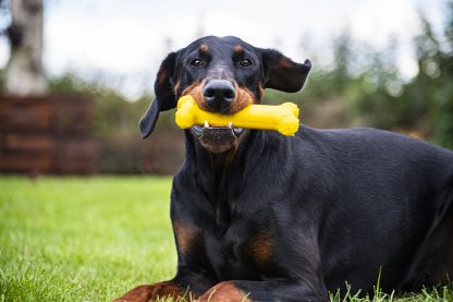 TastyBone, Chicken Chew Toy - Image 5