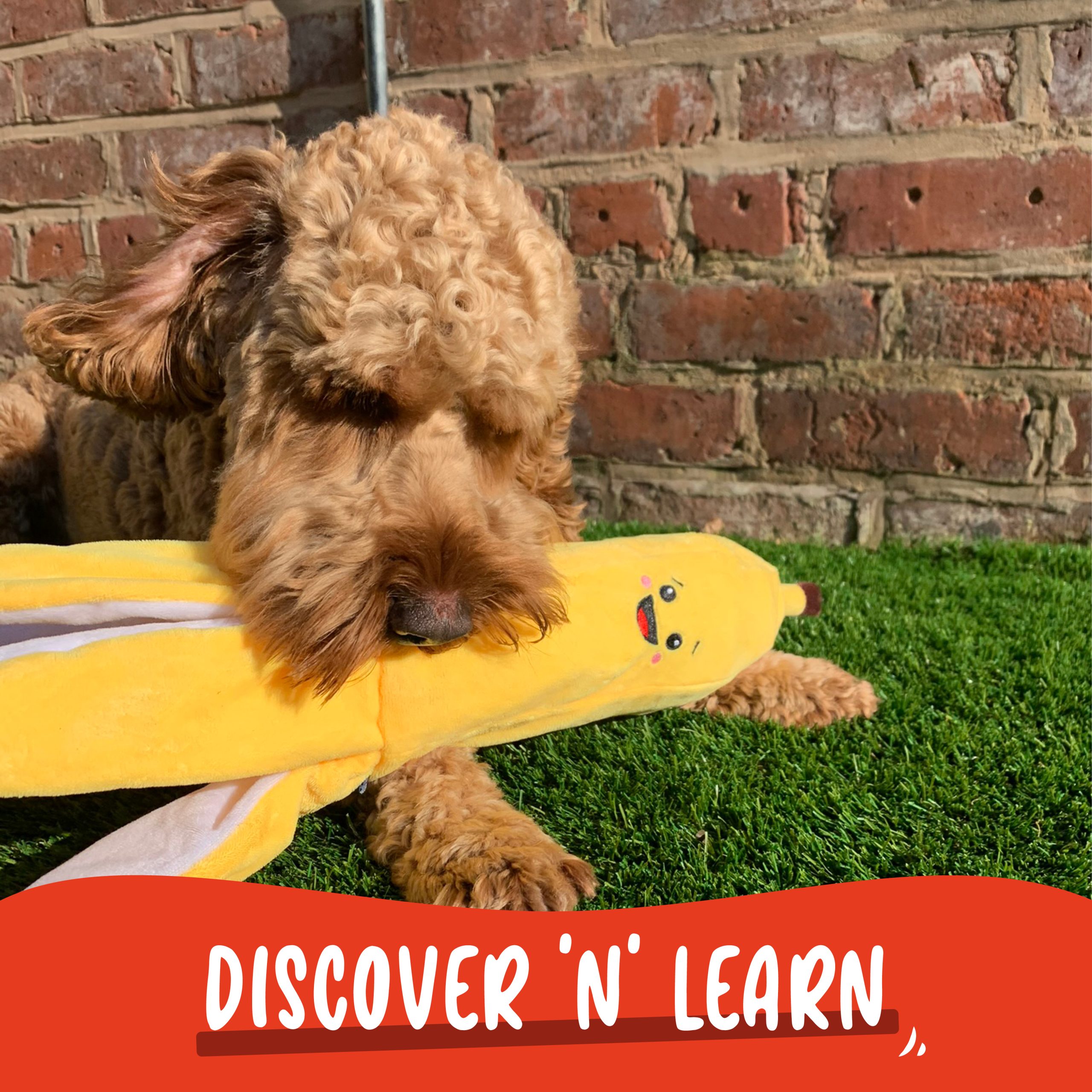 aniMate, Discover N' Learn Bertie Banana Toy for Dogs - Image 3