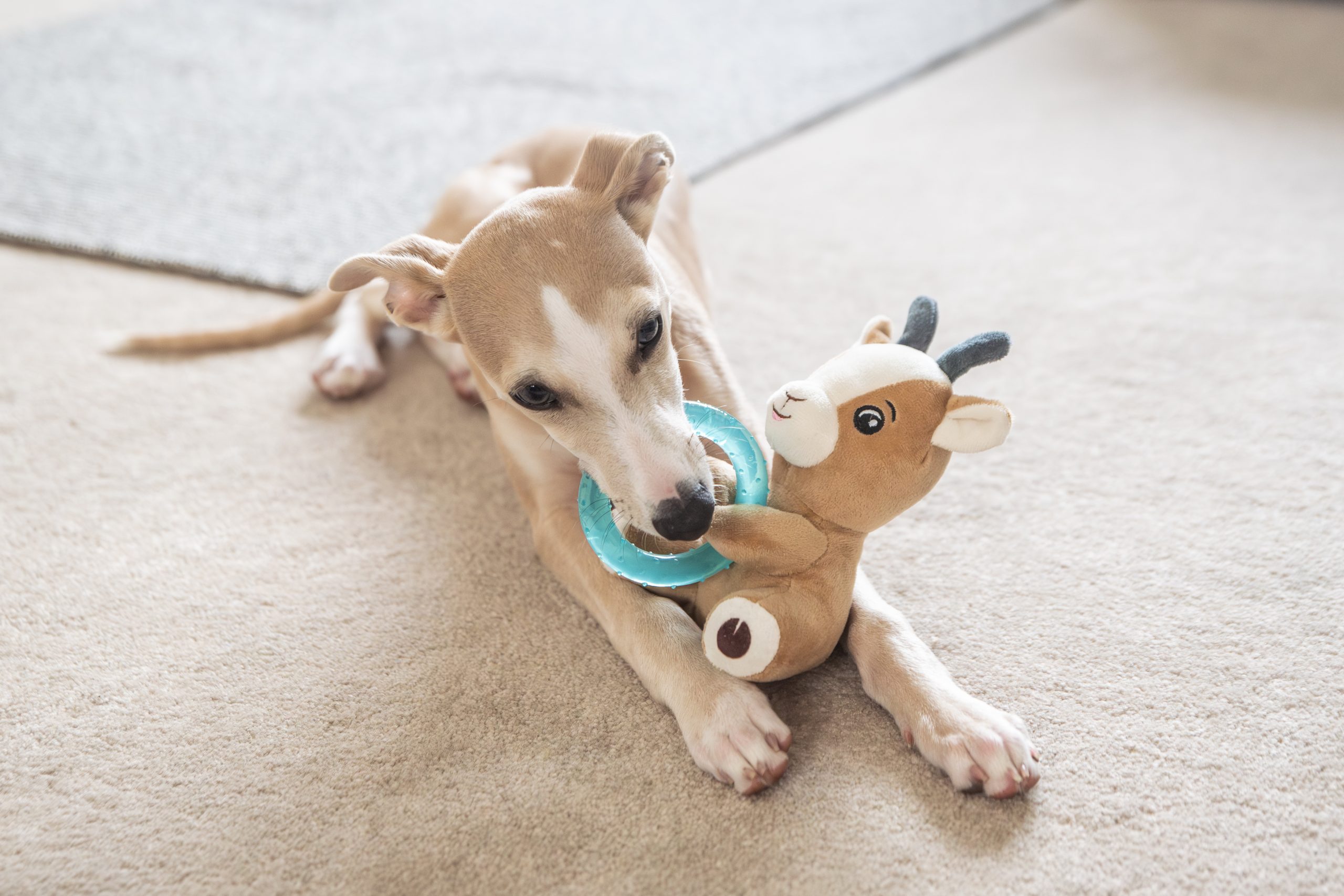 Webbox, Dog Toy Puppy Goat Teething Ring - Image 3