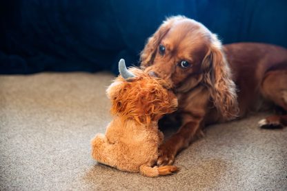 Webbox, Cuddle Highland Cow Dog Toy - Image 3