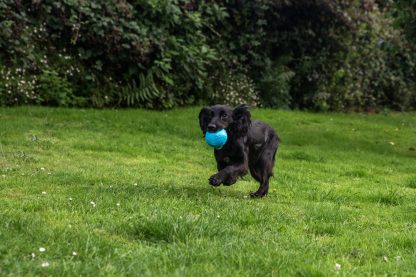 Webbox Dog Toy Throw Squeaky Ball 4 Pack - Image 2