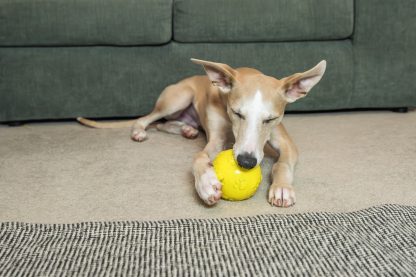 Webbox Dog Toy Throw Squeaky Ball 4 Pack - Image 3