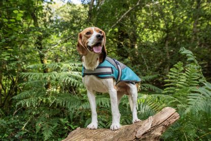 AniMate, Padded Waterproof Harness Dog Coat, Teal & Grey