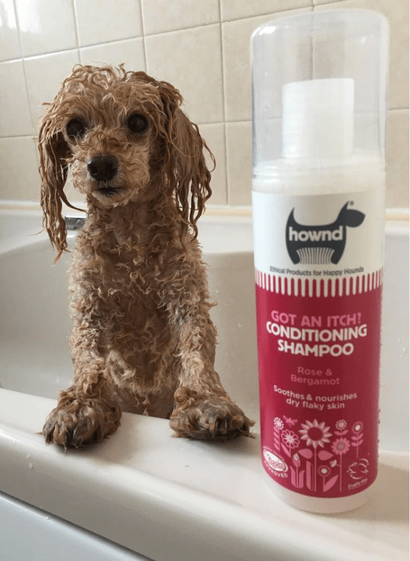 Hownd, Got An Itch? Conditioning Shampoo (250ml) - Image 3